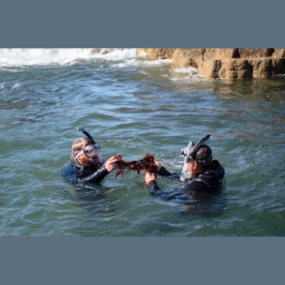 GreenCastle Kelp Irish Moss & Bladderwrack 60 Capsules