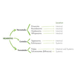 Guna Gunaelmint 30 Pack